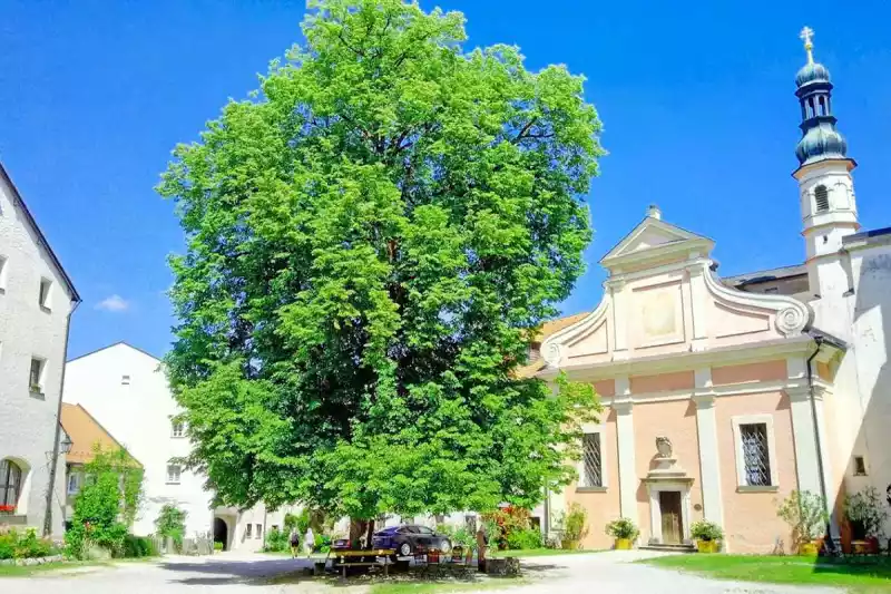 Linde im Burghof Burghof mit Michaelskirche